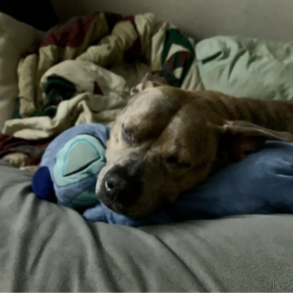 Meet your Posher, Cameron - Picture 4 of 16